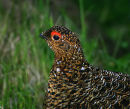 Grouse (Rypestegg)